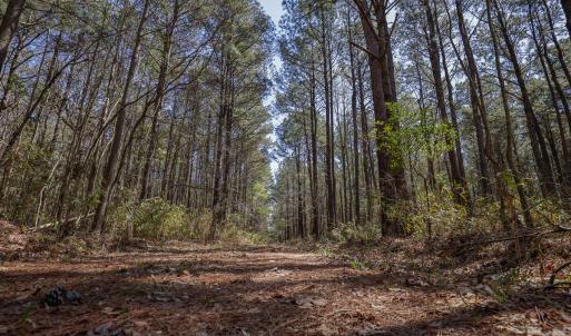 Photo #19 of 368 Soundside Rd, Columbia, NC 280.0 acres