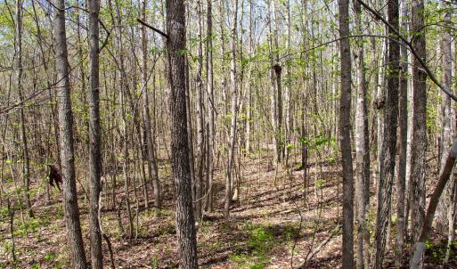 Photo #23 of SOLD property in Off Elkhorn Rd, Java, VA 34.4 acres