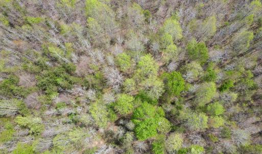 Photo #8 of SOLD property in Off Elkhorn Rd, Java, VA 34.4 acres