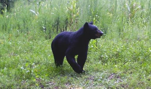 Photo #22 of SOLD property in Off Liberty Rd, Alberta, VA 57.8 acres