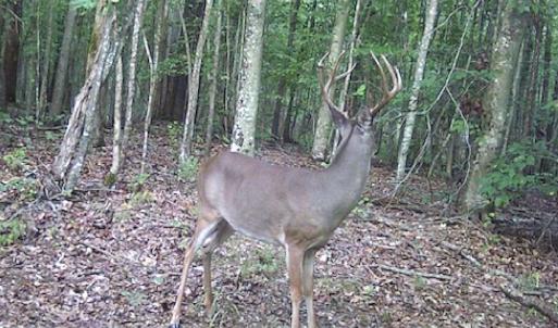 Photo #23 of SOLD property in Off Liberty Rd, Alberta, VA 57.8 acres
