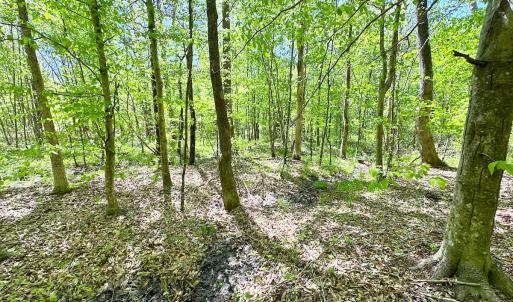 Photo #28 of SOLD property in Off Liberty Rd, Alberta, VA 57.8 acres