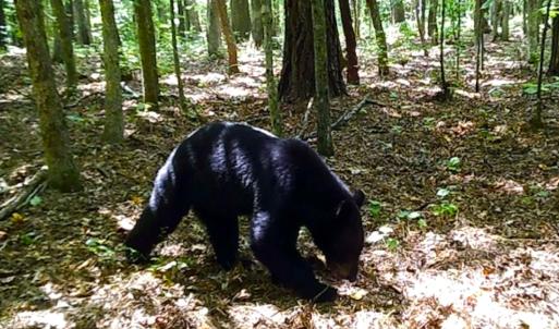 Photo #29 of SOLD property in Off Liberty Rd, Alberta, VA 57.8 acres