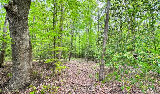 Photo #18 of SOLD property in Off Manning Rd, Suffolk, VA 12.7 acres