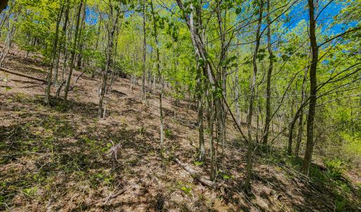 Photo #22 of 00, Stuart, VA 585.0 acres