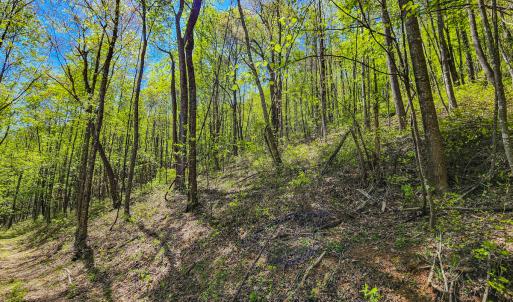 Photo #51 of 00, Stuart, VA 585.0 acres