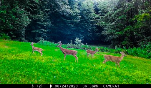 Photo #83 of 00, Stuart, VA 585.0 acres