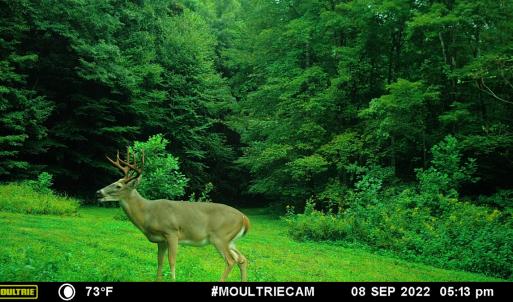 Photo #88 of 00, Stuart, VA 585.0 acres
