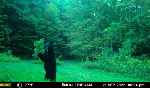 Photo #89 of 00, Stuart, VA 585.0 acres