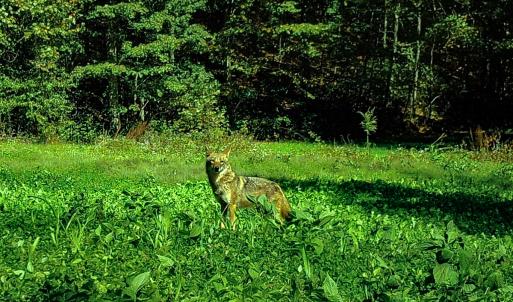 Photo #92 of 00, Stuart, VA 585.0 acres