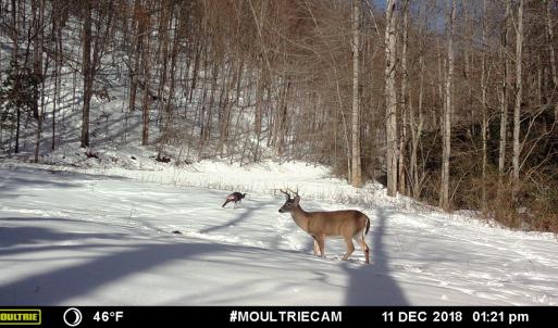 Photo #93 of 00, Stuart, VA 585.0 acres