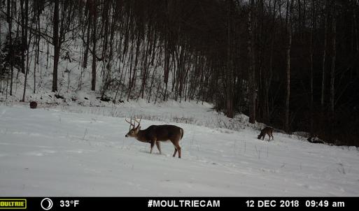 Photo #96 of 00, Stuart, VA 585.0 acres