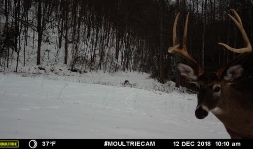 Photo #97 of 00, Stuart, VA 585.0 acres