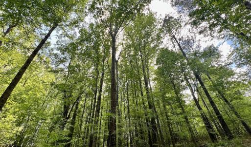 Photo #21 of SOLD property in Off Buck Rd, Middlesex, NC 98.0 acres