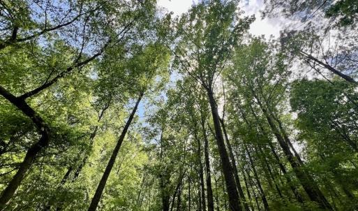 Photo #23 of SOLD property in Off Buck Rd, Middlesex, NC 98.0 acres