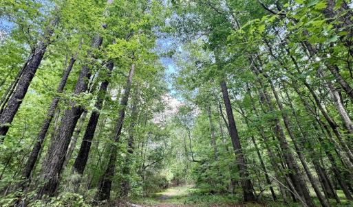 Photo #25 of SOLD property in Off Buck Rd, Middlesex, NC 98.0 acres