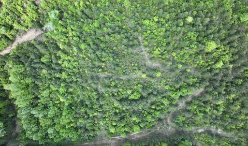 Photo #33 of SOLD property in Off Buck Rd, Middlesex, NC 98.0 acres