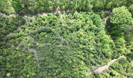 Photo #35 of SOLD property in Off Buck Rd, Middlesex, NC 98.0 acres