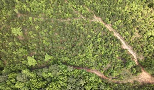 Photo #39 of SOLD property in Off Buck Rd, Middlesex, NC 98.0 acres