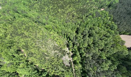 Photo #49 of SOLD property in Off Buck Rd, Middlesex, NC 98.0 acres