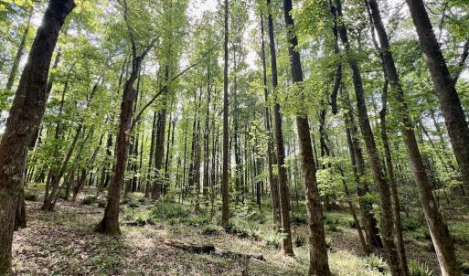 Photo #15 of SOLD property in Off Buck Rd, Middlesex, NC 98.0 acres
