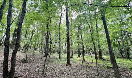Photo #17 of SOLD property in Off Buck Rd, Middlesex, NC 98.0 acres
