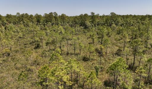 Photo #14 of SOLD property in Off George Road, Havelock, NC 10.4 acres