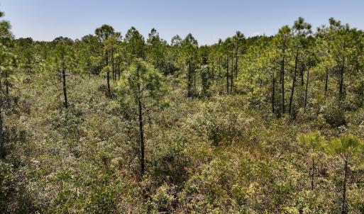 Photo #19 of Off George Road, Havelock, NC 10.4 acres