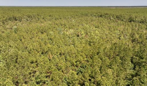 Photo #4 of SOLD property in Off George Road, Havelock, NC 10.4 acres