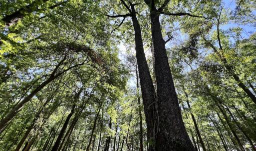 Photo #20 of Lot 70 Winfield Lane, Pinetown, NC 1.7 acres
