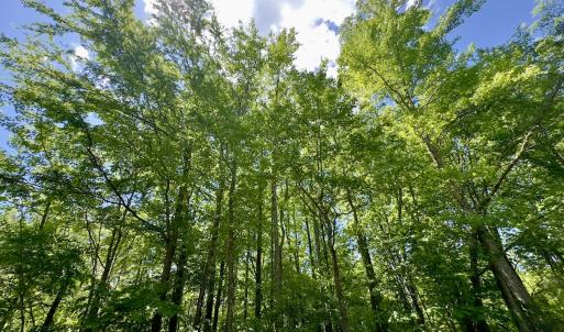 Photo #14 of SOLD property in Off Perry Town Rd, Warrenton, NC 12.9 acres