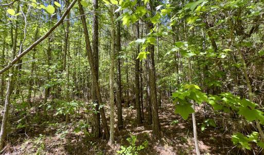 Photo #25 of SOLD property in Off Perry Town Rd, Warrenton, NC 12.9 acres
