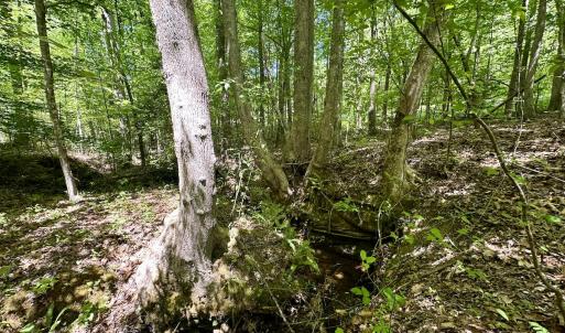 Photo #29 of SOLD property in Off Perry Town Rd, Warrenton, NC 12.9 acres