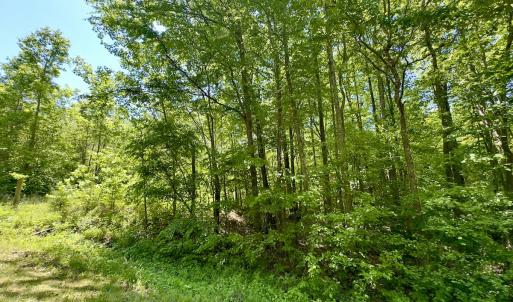 Photo #10 of SOLD property in Off Perry Town Rd, Warrenton, NC 12.9 acres