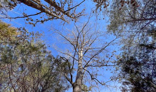 Photo #32 of SOLD property in 268 S Airport Road, Farmville, VA 187.1 acres