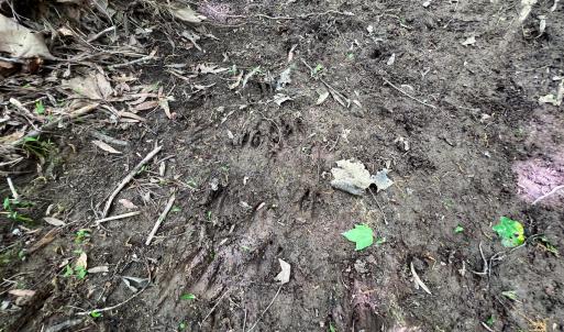 Photo #41 of SOLD property in 268 S Airport Road, Farmville, VA 187.1 acres