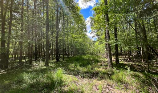 Photo #42 of SOLD property in 268 S Airport Road, Farmville, VA 187.1 acres