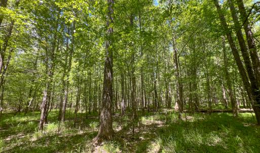 Photo #44 of SOLD property in 268 S Airport Road, Farmville, VA 187.1 acres