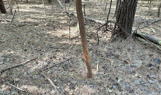 Photo #17 of SOLD property in Off Hollies Church Rd, Melfa, VA 95.7 acres