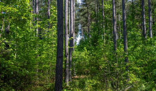 Photo #30 of SOLD property in Off E Indian Caves Rd, Nathalie, VA 20.4 acres