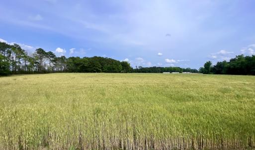 Photo #12 of 481 Nine Mile Rd, Maple Hill, NC 65.3 acres