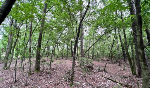 Photo #29 of 481 Nine Mile Rd, Maple Hill, NC 65.3 acres