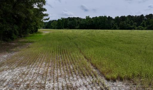 Photo #51 of 481 Nine Mile Rd, Maple Hill, NC 65.3 acres