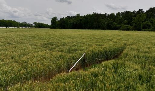 Photo #52 of 481 Nine Mile Rd, Maple Hill, NC 65.3 acres