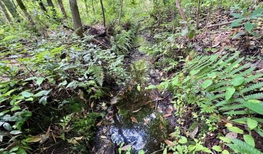 Photo #60 of 481 Nine Mile Rd, Maple Hill, NC 65.3 acres