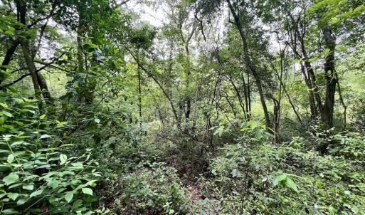 Photo #66 of 481 Nine Mile Rd, Maple Hill, NC 65.3 acres