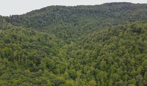 Photo #19 of SOLD property in Off Barton Spur Rd, Ferrum, VA 181.7 acres