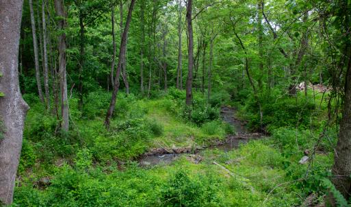 Photo #24 of SOLD property in Off Barton Spur Rd, Ferrum, VA 181.7 acres