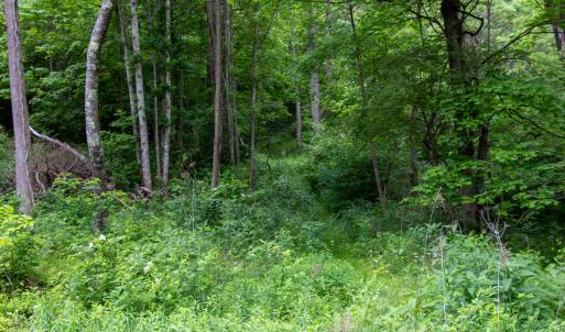 Photo #25 of SOLD property in Off Barton Spur Rd, Ferrum, VA 181.7 acres
