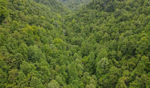 Photo #41 of SOLD property in Off Barton Spur Rd, Ferrum, VA 181.7 acres